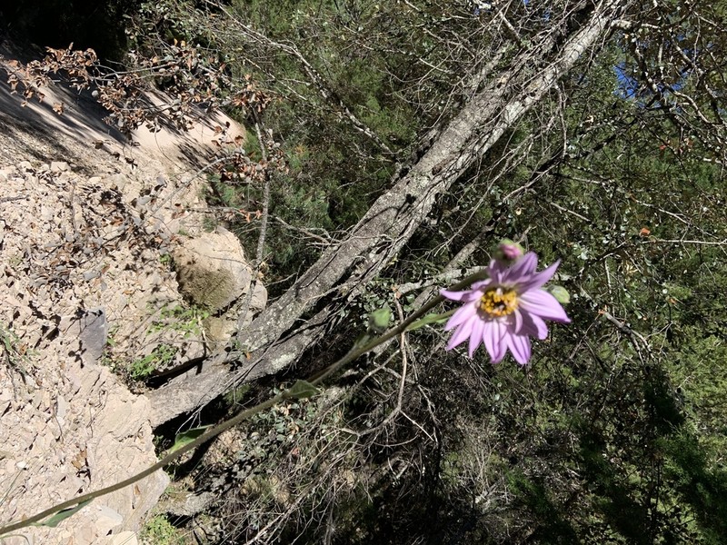 Iostephane heterophylla photo 7