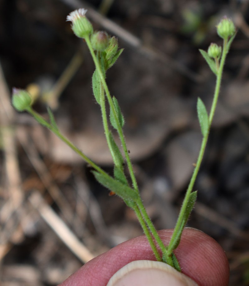 Iotasperma australiensis