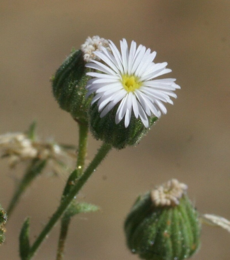 Iotasperma australiensis photo 2