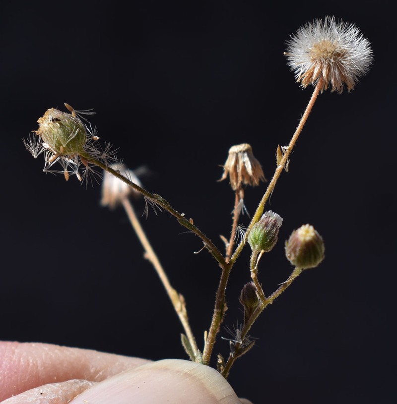 Iotasperma australiensis photo 3