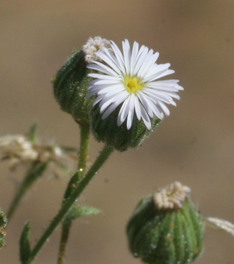 Iotasperma australiensis photo 4