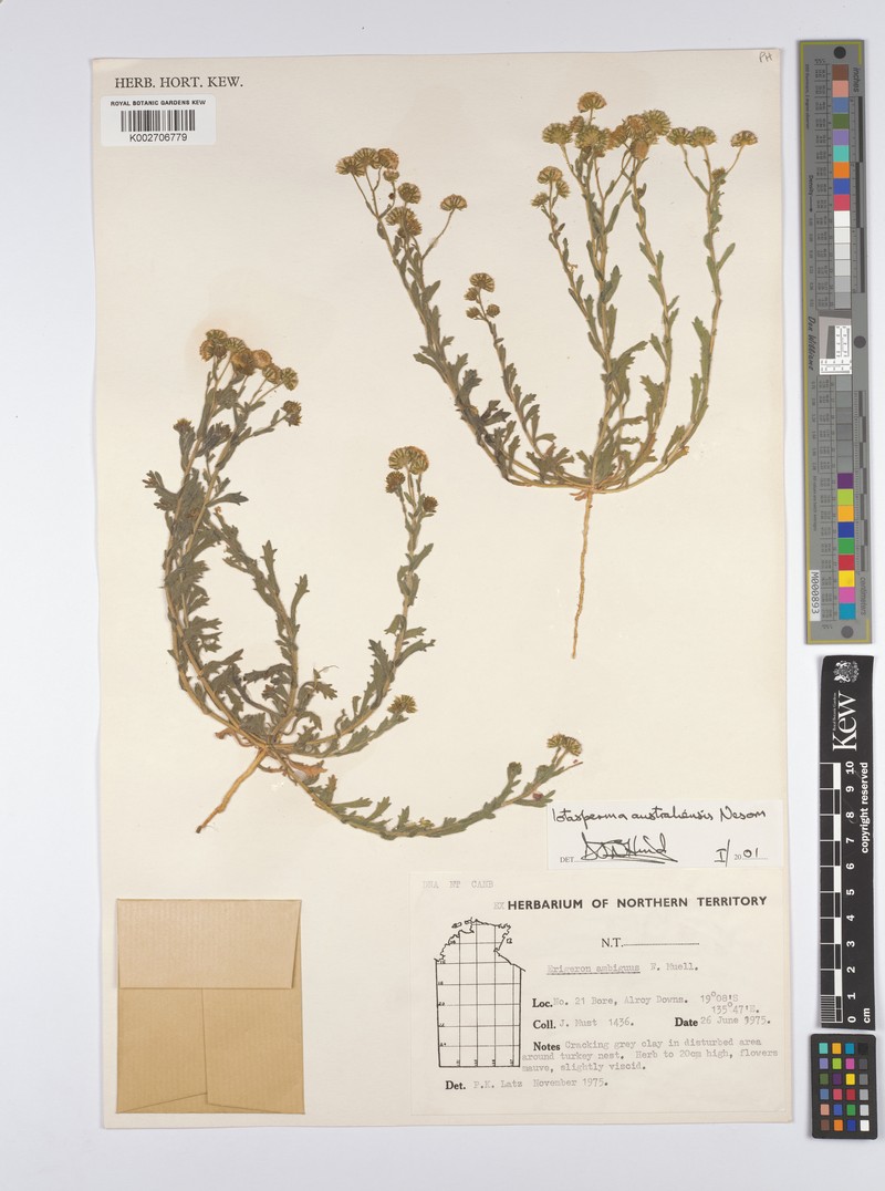 Iotasperma australiensis photo 5