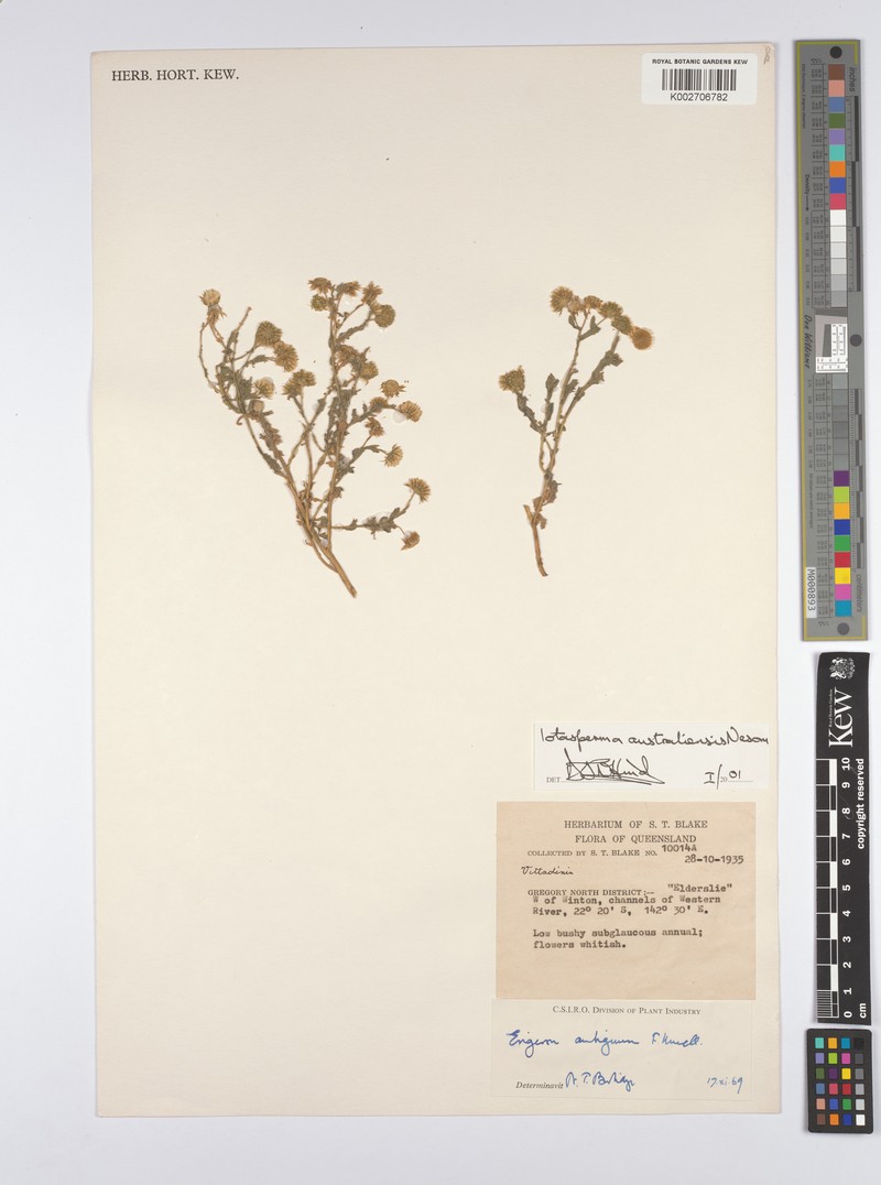 Iotasperma australiensis photo 6