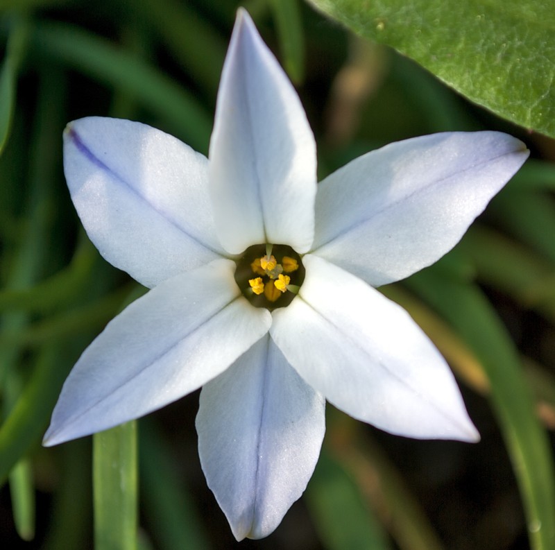 Springstar photo 8