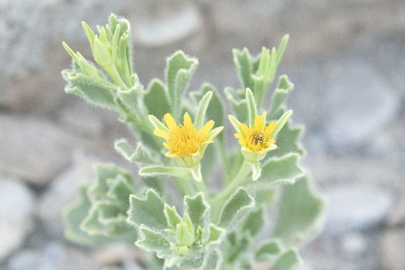 Iphiona aucheri