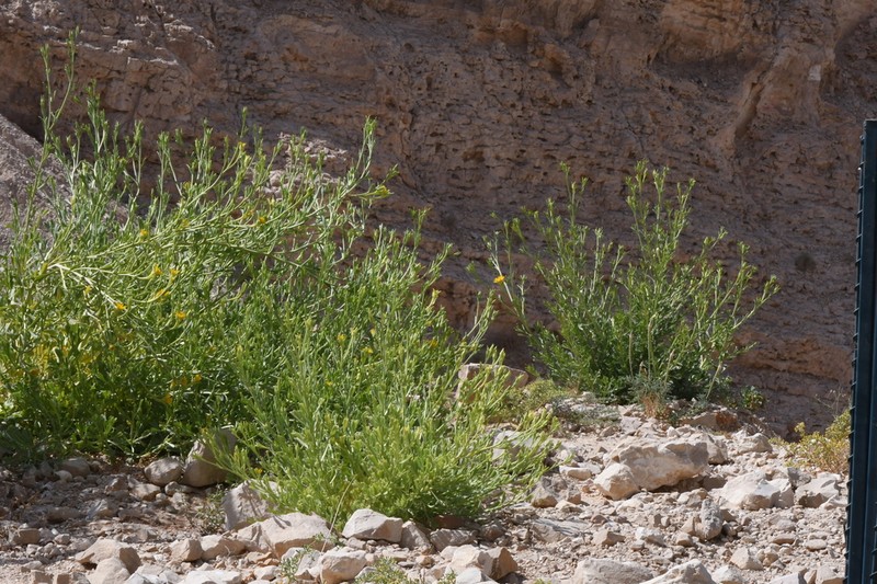 Iphiona aucheri photo 3