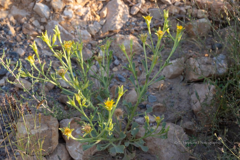 Iphiona aucheri photo 7