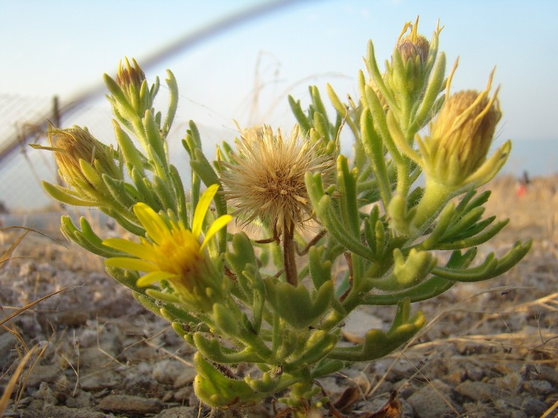 Iphiona grantioides