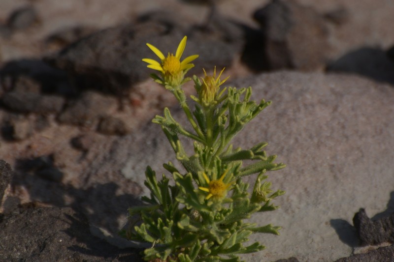 Iphiona grantioides photo 2