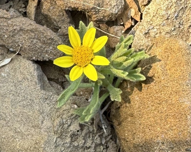 Iphiona grantioides photo 3