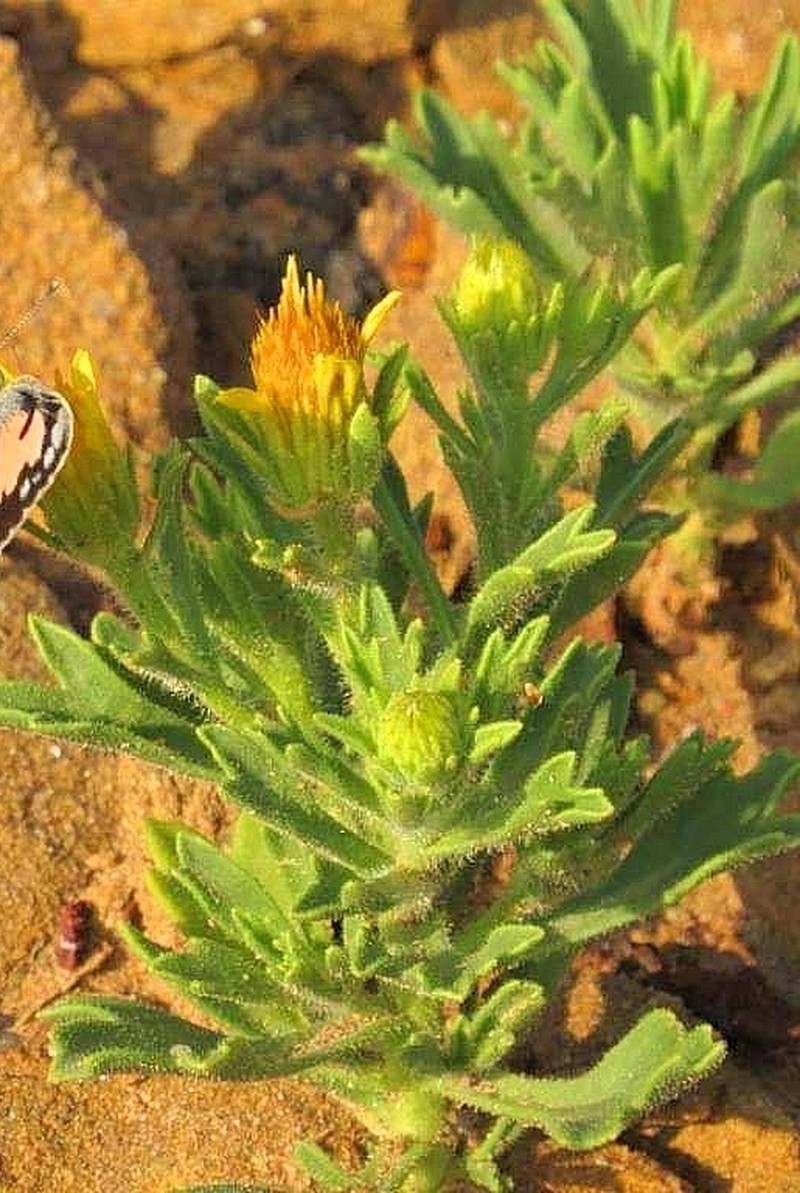Iphiona grantioides photo 4