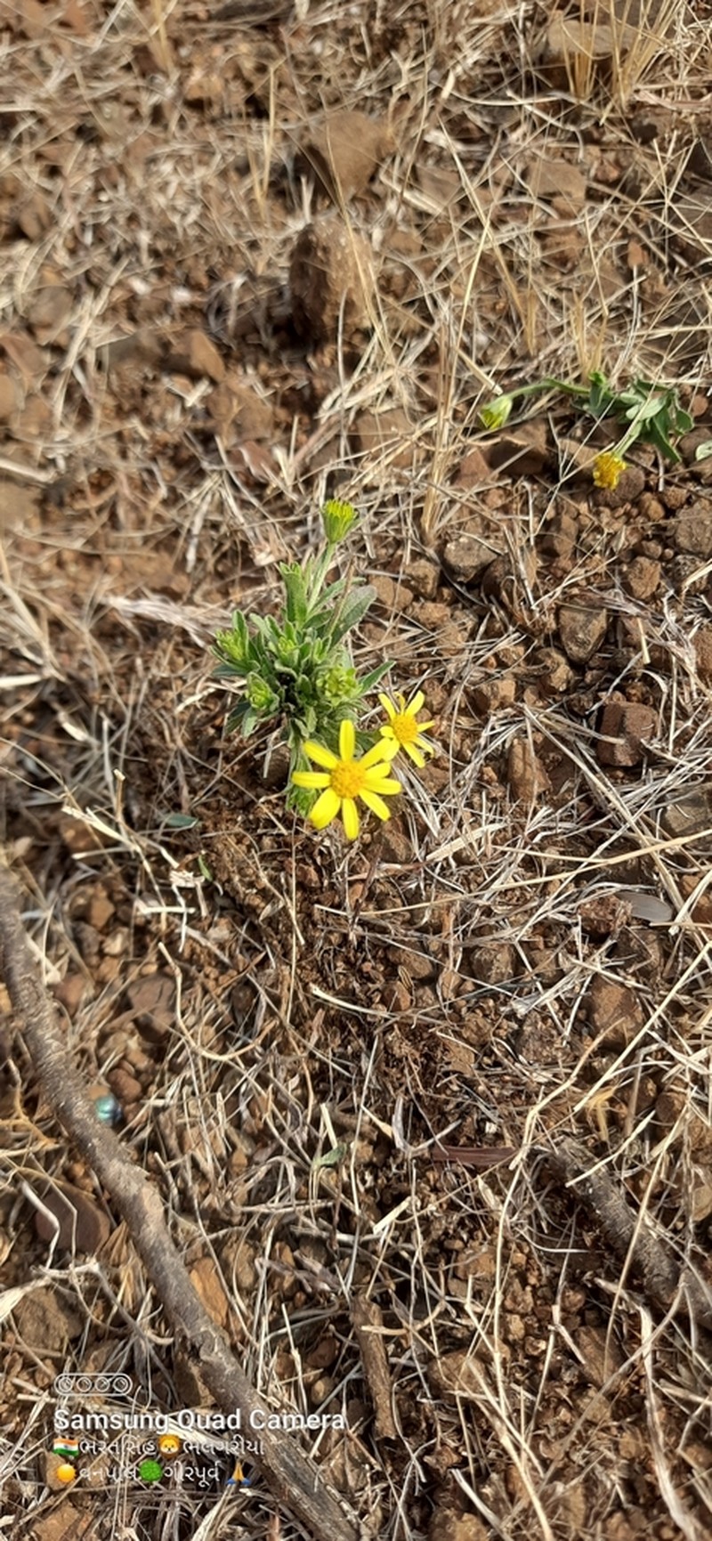 Iphiona grantioides photo 5