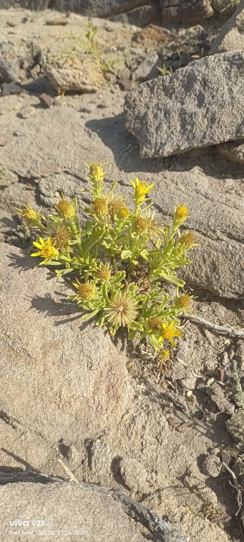 Iphiona grantioides photo 6