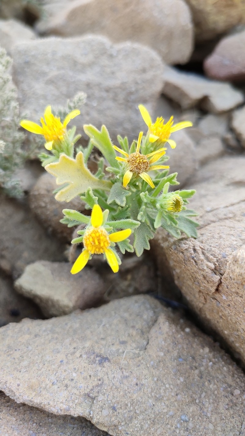 Iphiona grantioides photo 7