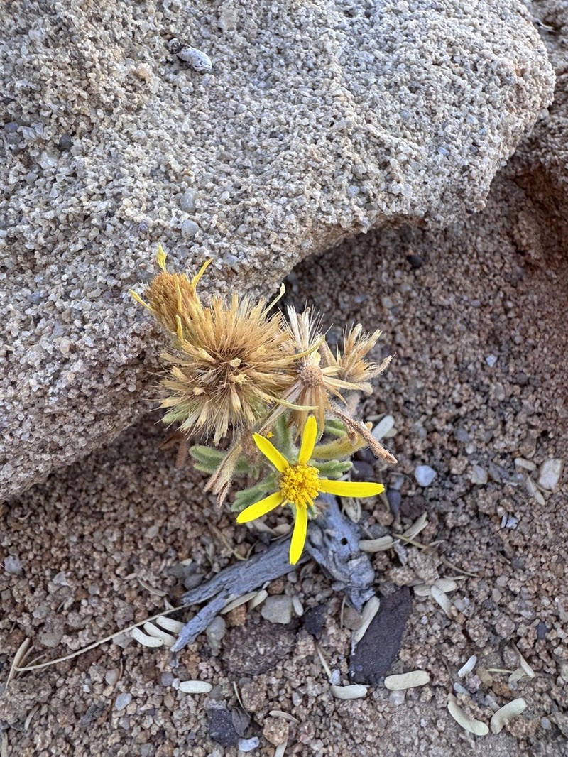 Iphiona grantioides photo 8