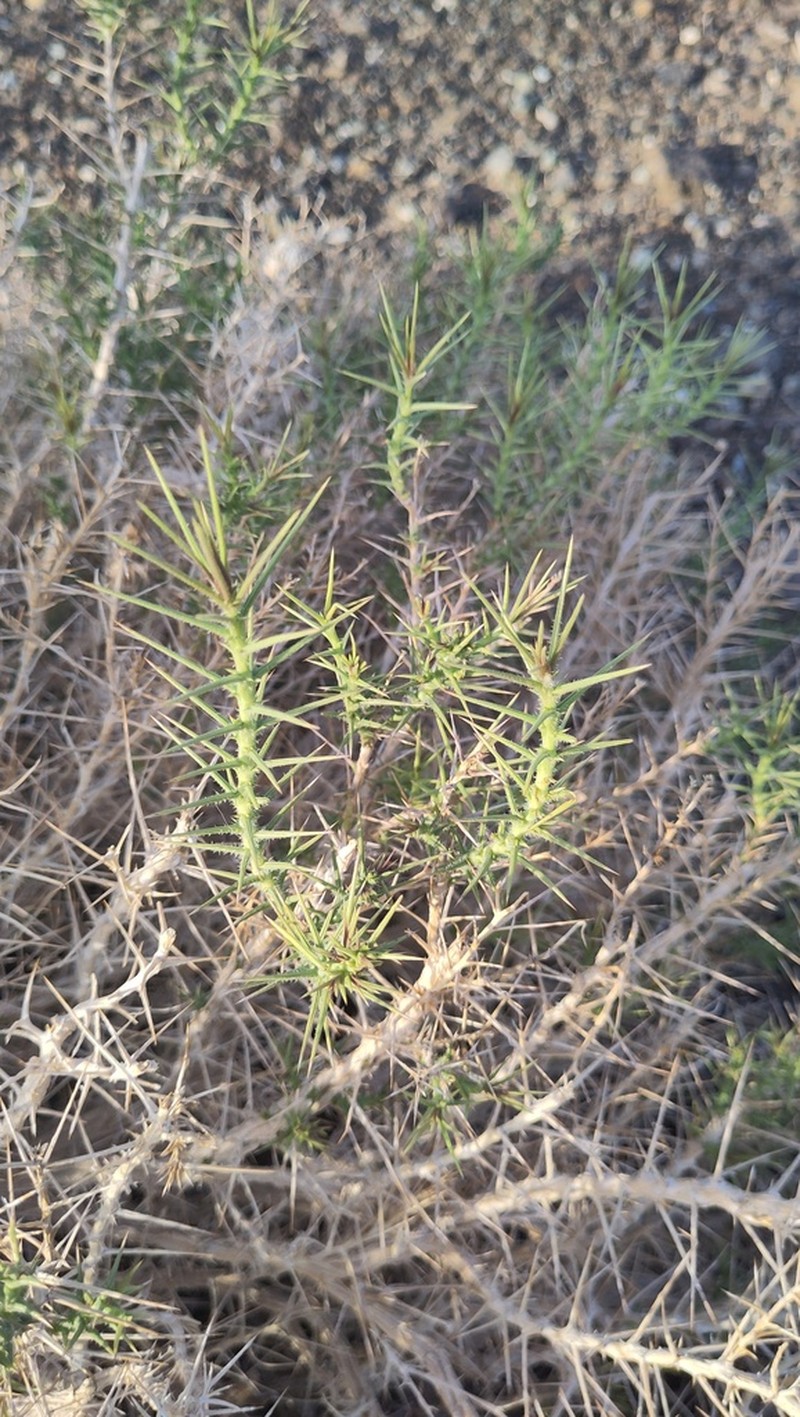 Iphiona horrida