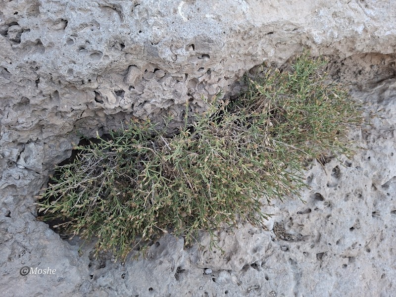 Iphiona maris-mortui