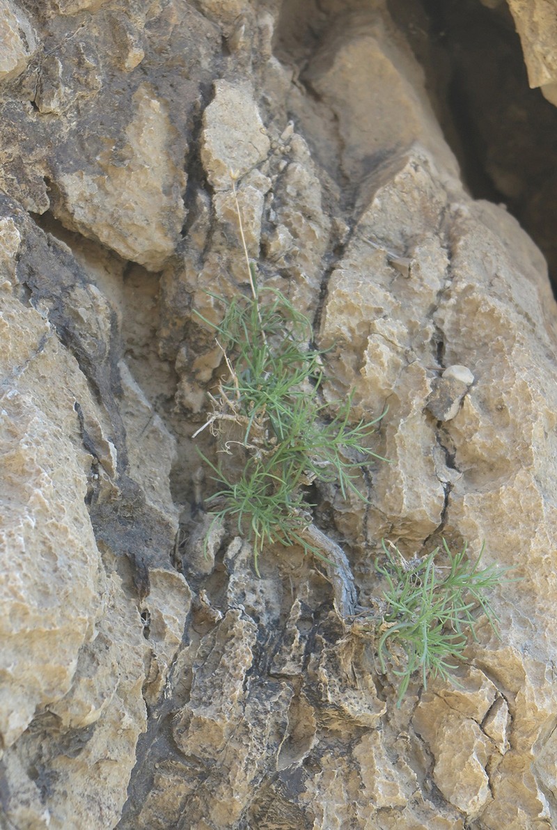 Iphiona maris-mortui photo 2