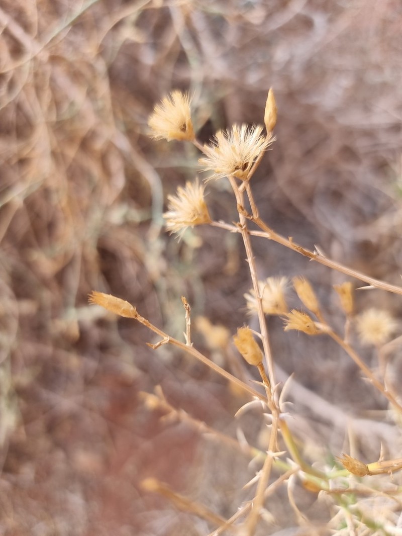 Iphiona mucronata