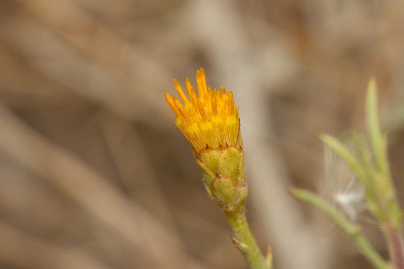 Iphiona mucronata photo 2