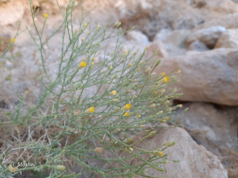Iphiona mucronata photo 3