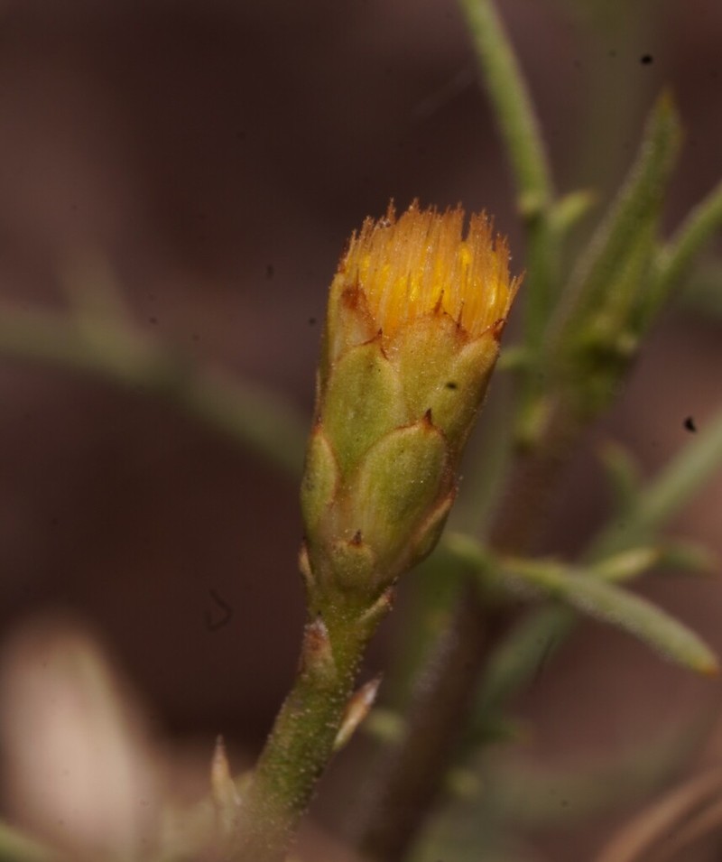 Iphiona mucronata photo 5