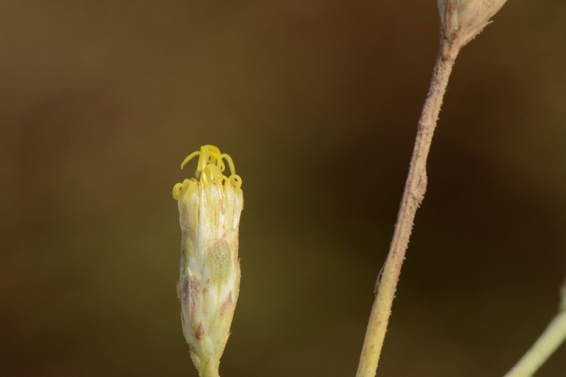 Iphiona mucronata photo 7