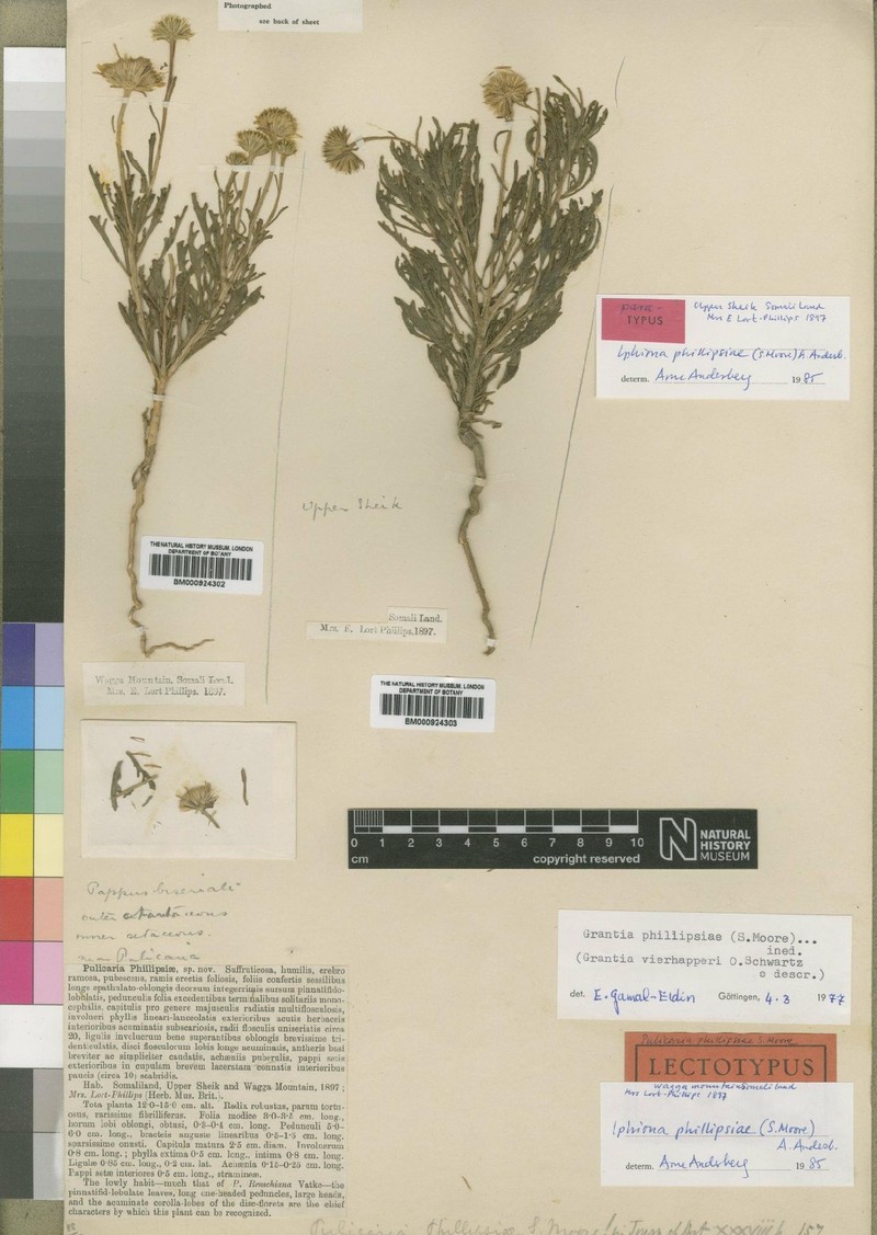Iphiona phillipsiae