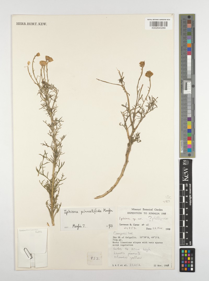 Iphiona pinnatifida