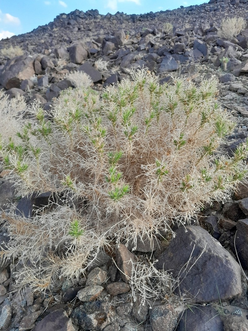 Iphiona scabra