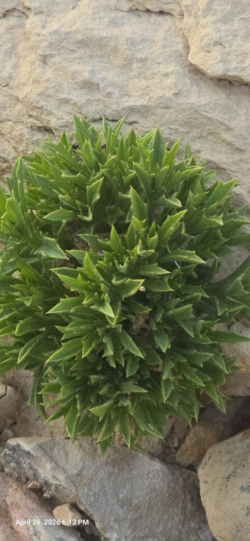 Iphiona scabra photo 2