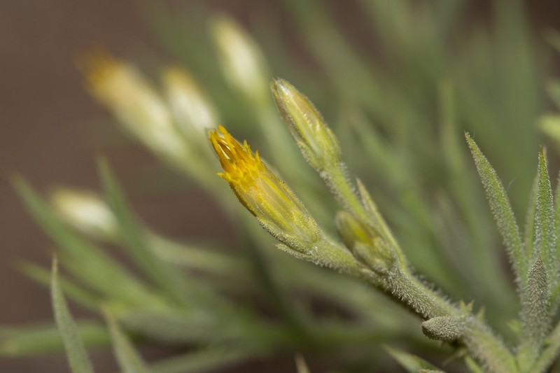 Iphiona scabra photo 4