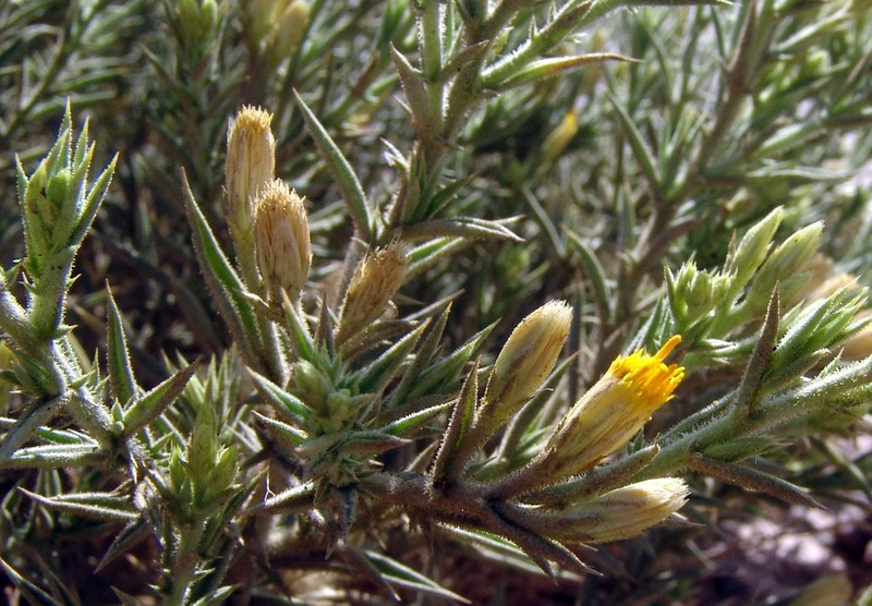 Iphiona scabra photo 5