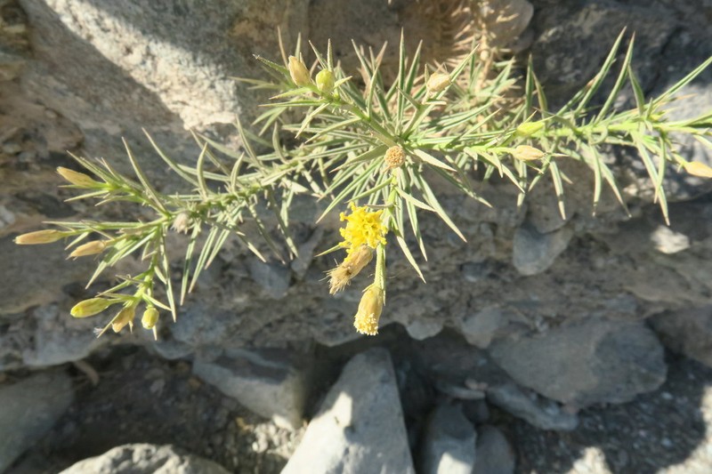 Iphiona scabra photo 6