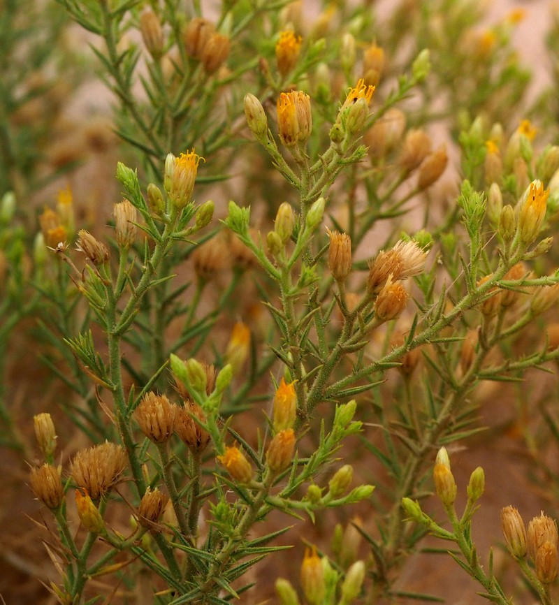 Iphiona scabra photo 7