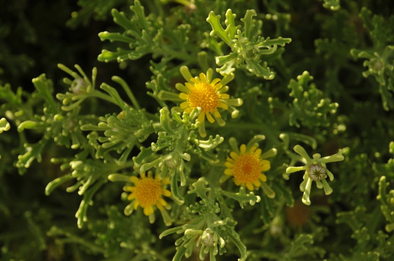 Iphiona senecionoides