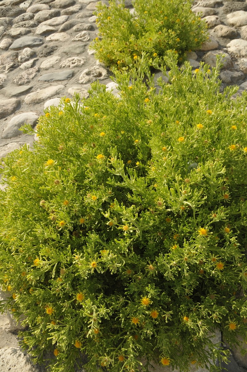 Iphiona senecionoides photo 2