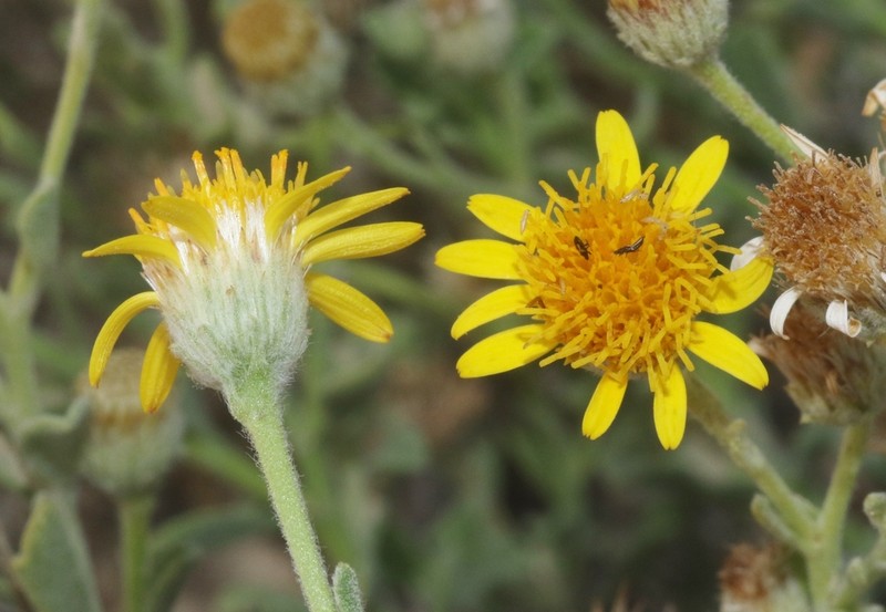 Iphiona senecionoides photo 3