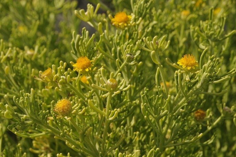 Iphiona senecionoides photo 4