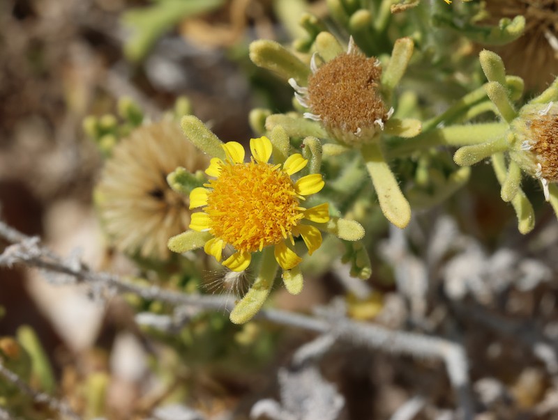 Iphiona senecionoides photo 5