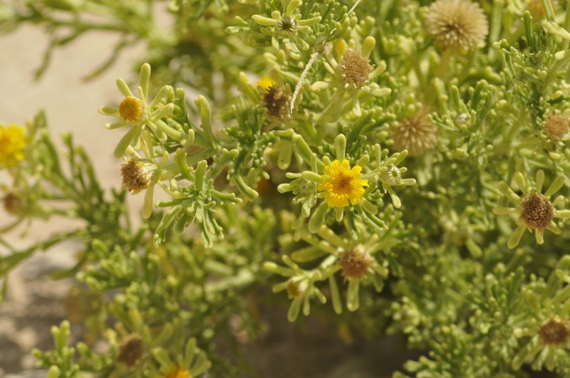 Iphiona senecionoides photo 6
