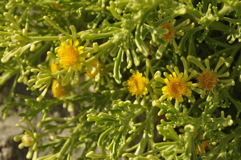 Iphiona senecionoides photo 7