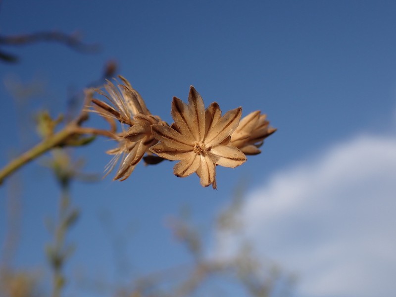 Iphionopsis ilicifolia