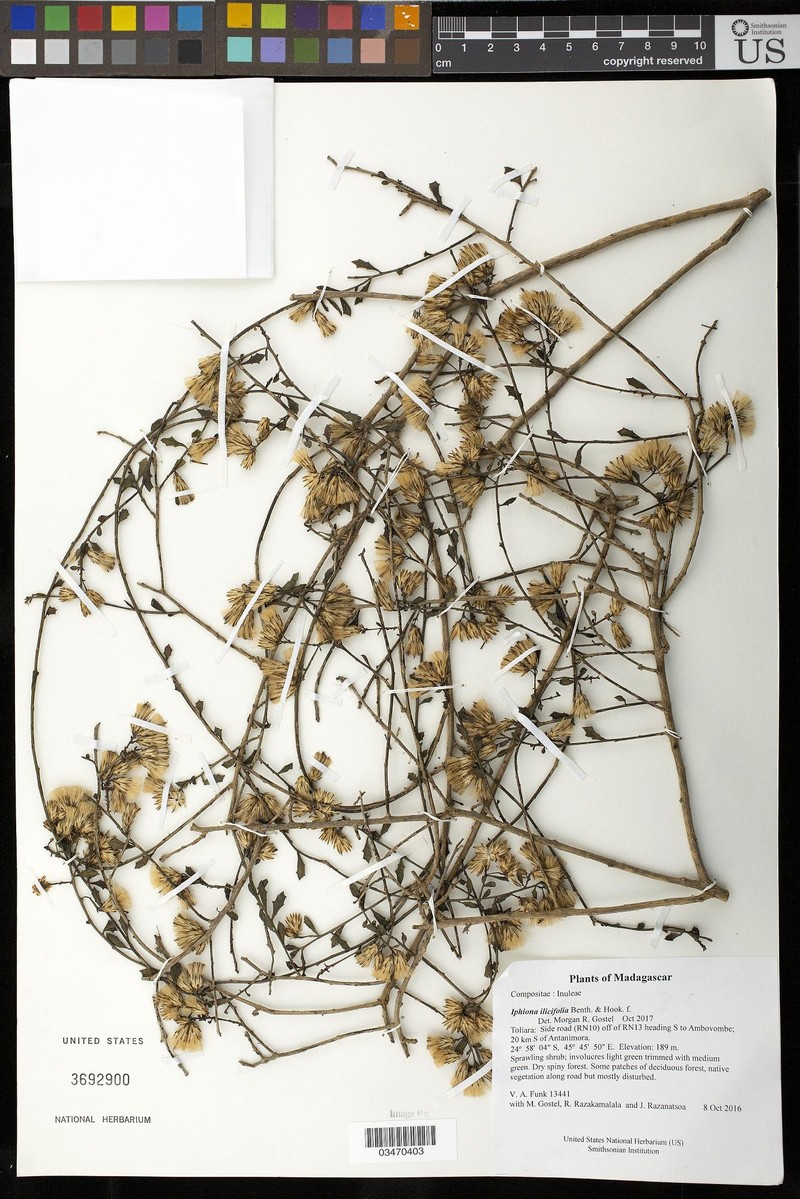 Iphionopsis ilicifolia photo 2