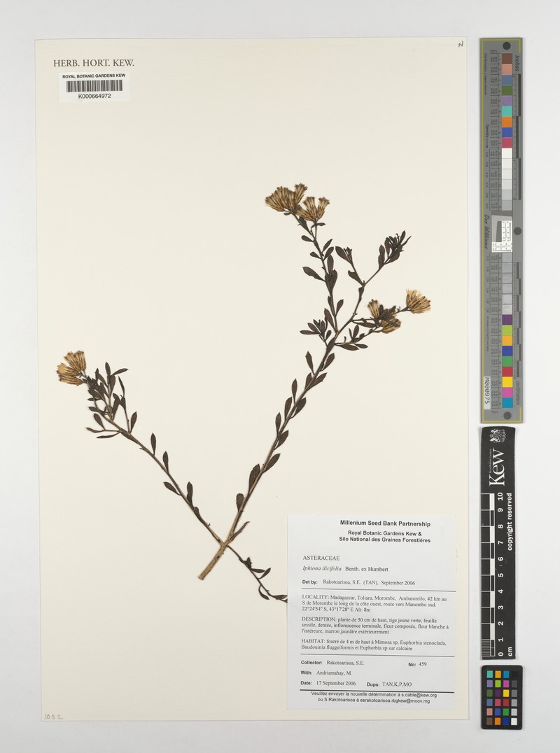 Iphionopsis ilicifolia photo 3