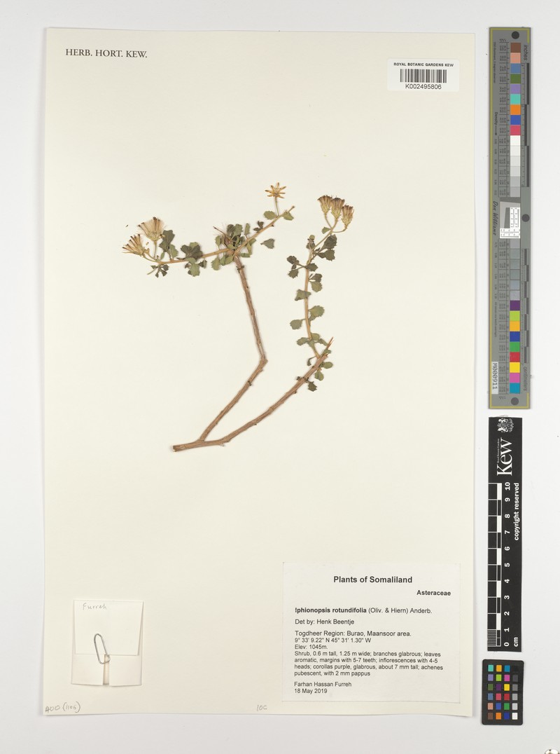 Iphionopsis rotundifolia