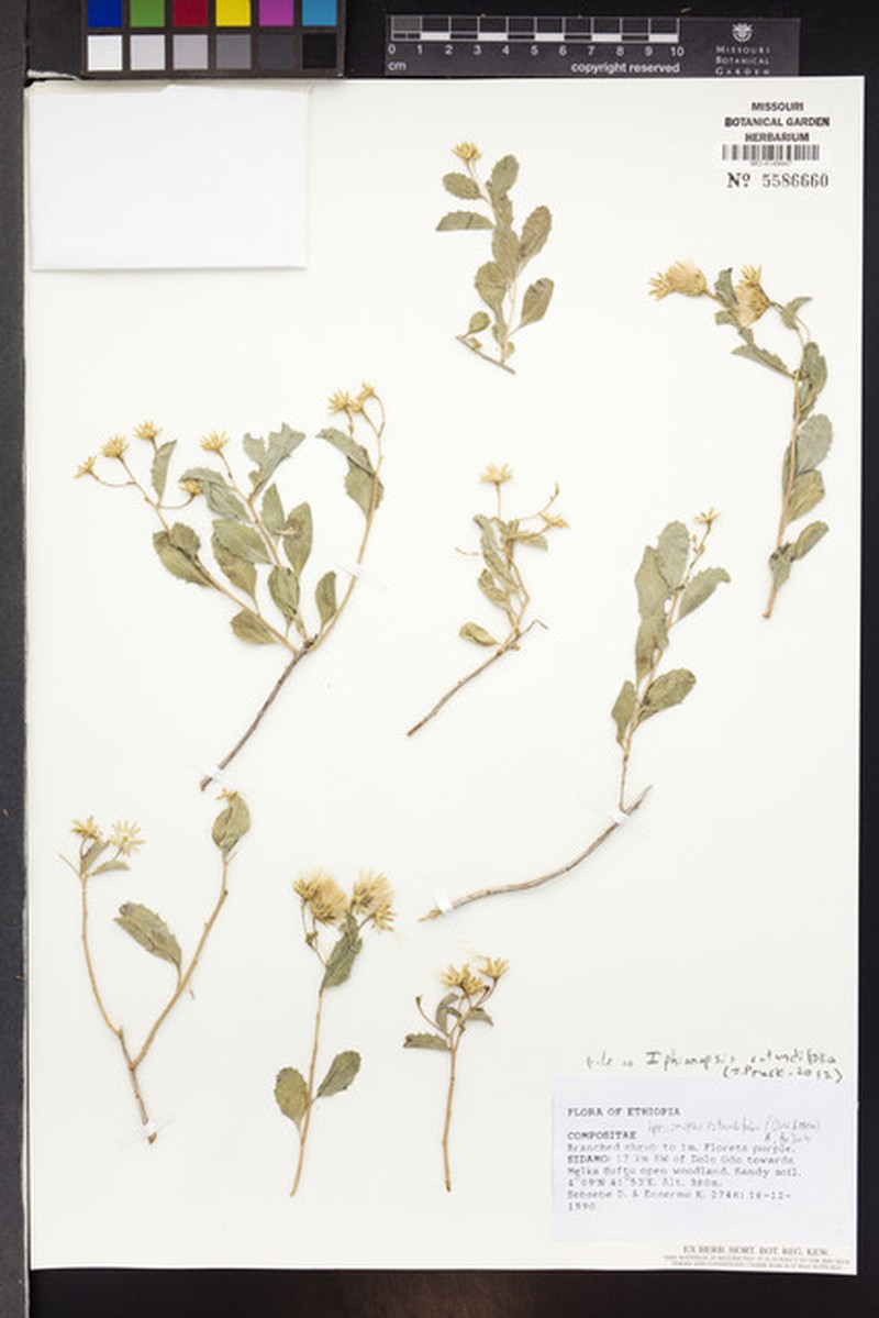 Iphionopsis rotundifolia photo 2