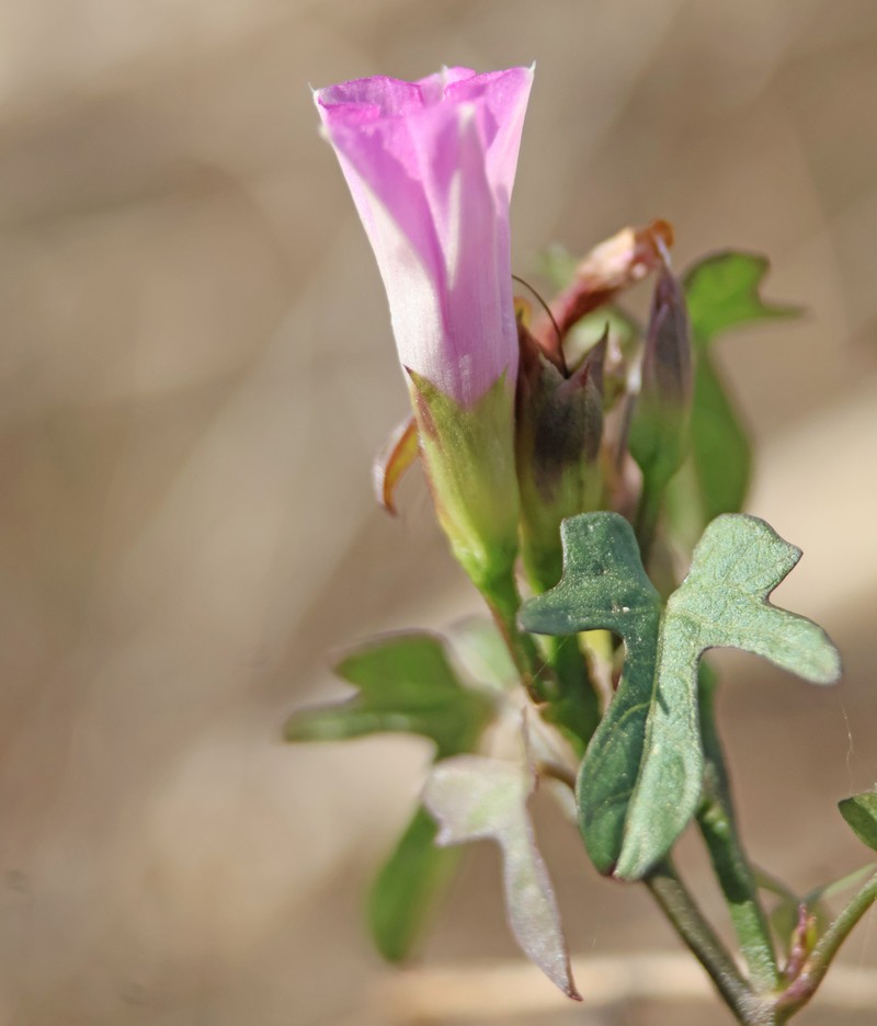 Whitestar Morning-Glory
