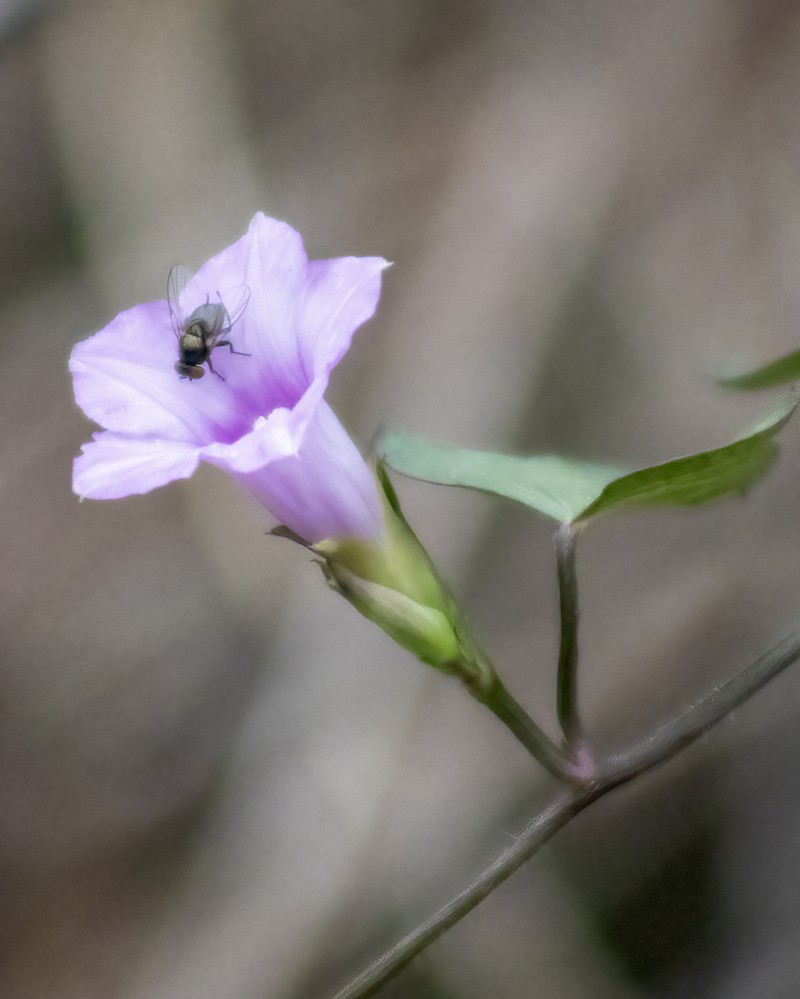 Whitestar Morning-Glory photo 2