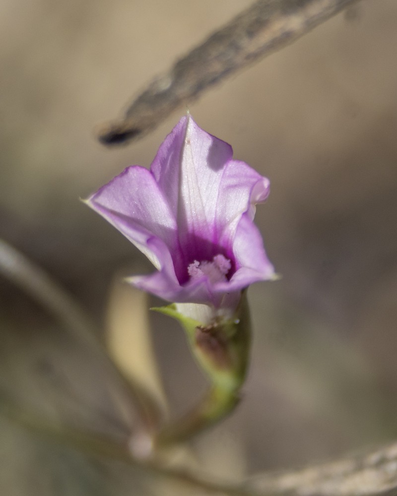 Whitestar Morning-Glory photo 3